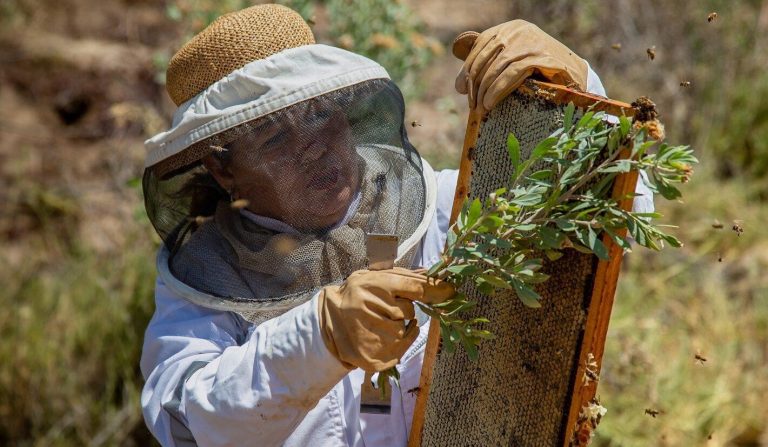 Edith Elgueta, apicultora ariqueña: "Con ideas innovadoras se puede hacer producciones limpias"