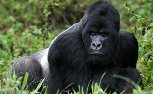 Ruanda: Observación de Gorilas y el lujo africano