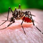 ¿Qué es el dengue y cómo se transmite?