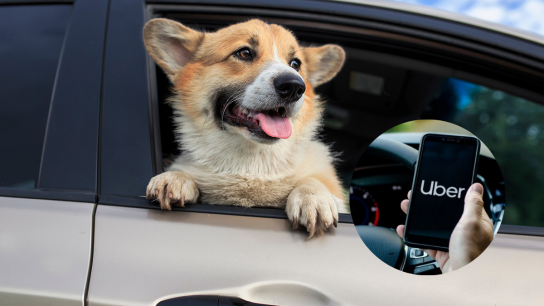 Llega a Chile Uber Pet: Una nueva alternativa para viajar con tus mascotas