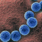 La "bacteria asesina" en Chile: ¿Qué es el Streptococcus pyogenes?