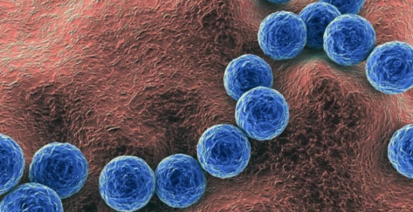 La "bacteria asesina" en Chile: ¿Qué es el Streptococcus pyogenes?