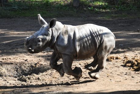 Director del Buin Zoo nos contó todo sobre el pequeño rinoceronte Silverio