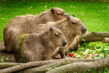 Gustavo Marwitz del Bioparque Buin Zoo explicó por qué el capibara es el animal del verano
