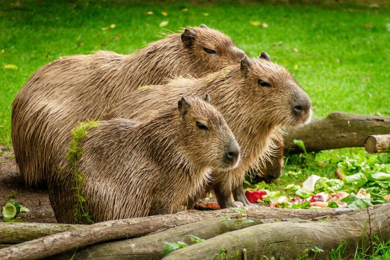 Gustavo Marwitz del Bioparque Buin Zoo explicó por qué el capibara es el animal del verano