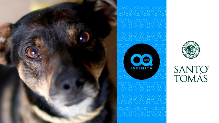 Red Transformadora | Tenencia responsable y bienestar animal en Chile