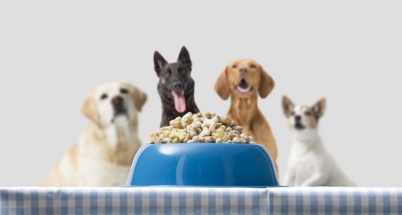 ¿Cuáles son los alimentos más seguros para tu perro?