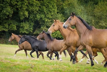 Donde los caballos son los protagonistas del paisaje