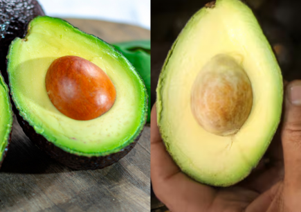 Alerta por palta peruana: así se diferencia de la chilena