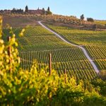 Viaje Infinito: El encanto de recorrer las viñas de Chile