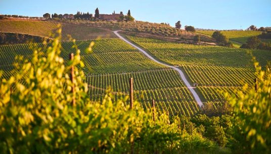Viaje Infinito: El encanto de recorrer las viñas de Chile