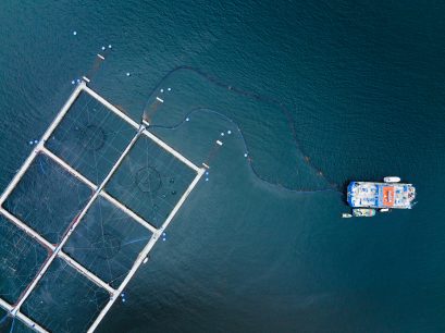 SalmonChile presenta su Décimo Informe de Sustentabilidad con cifras récord de inversión e innovación