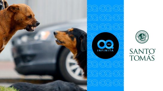 Red Transformadora | Crisis por perros sin dueño en Chile: muertes, ataques y un problema fuera de control