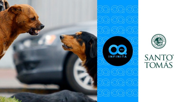 Red Transformadora | Crisis por perros sin dueño en Chile: muertes, ataques y un problema fuera de control