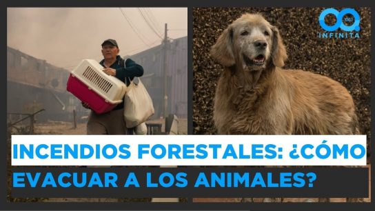 Colegio Médico Veterinario explicó cómo hay que evacuar a las mascotas durante los incendios
