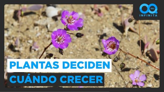 Estudio revela cómo las plantas eligen entre crecer o resistir la sequía