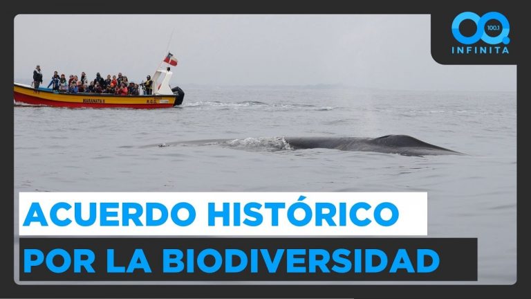 Chile ratifica tratado para proteger la biodiversidad marina: Experto explica su impacto