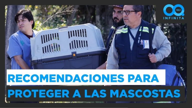 “No hay que dejar amarradas a las mascotas”: Recomendaciones de ONG Te Protejo tras incendios