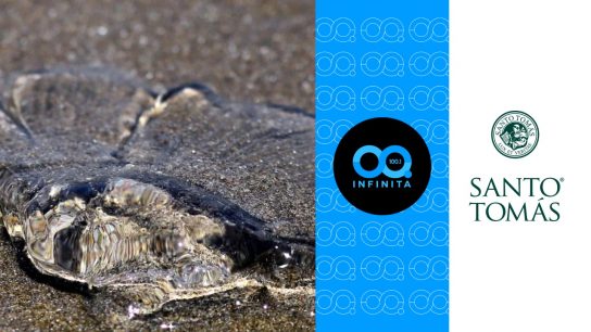 Red Transformadora | Alerta por fragata portuguesa en playas de Valparaíso: ¿Qué hacer frente a esta especie venenosa?