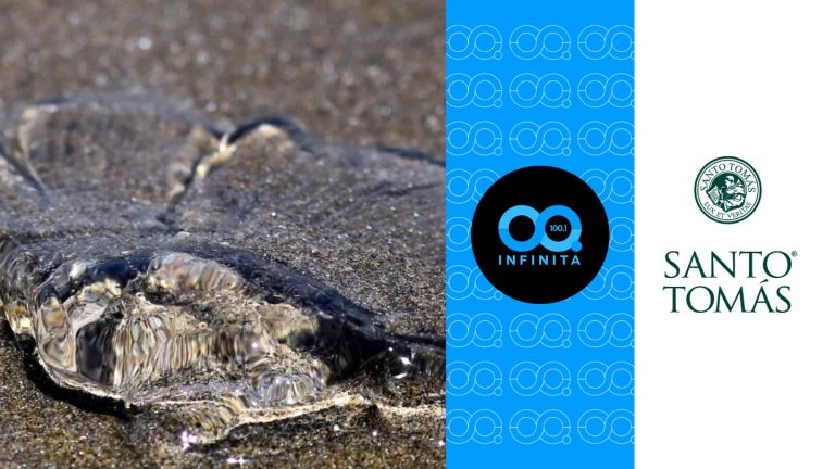 Red Transformadora | Alerta por fragata portuguesa en playas de Valparaíso: ¿Qué hacer frente a esta especie venenosa?