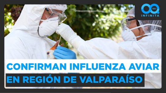 Confirman influenza aviar en la región de Valparaíso: “No tomar contacto con las aves”