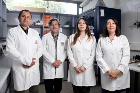 Equipo de investigación USM desarrolla parche a base de miel de Ulmo para la regeneración de heridas