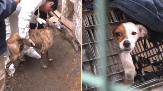Con agua estancada, frío y en bajo peso: rescatan a 15 perros desde criadero ilegal en Melipilla, incluidos 5 galgos