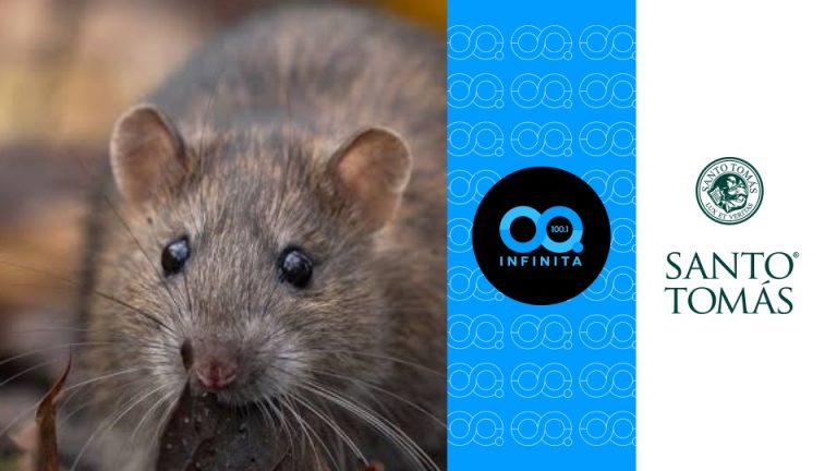 Alerta sanitaria por hantavirus: ¿Qué implica esta medida y bajo qué síntomas debemos estar atentos?