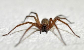 Expertos entregan recomendaciones para la "temporada" de arañas y murciélagos