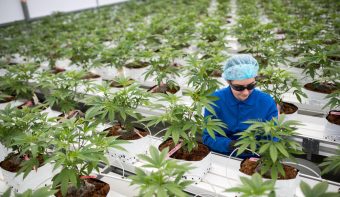 ONU reconoce las propiedades medicinales de la cannabis y la saca de la lista de drogas "más peligrosas"