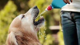 Es necesario estar atentos a las altas temperaturas: Consejos para cuidar a tus mascotas de las olas de calor