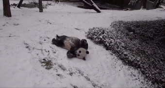 Lo que le faltaba a tu día: Ositos panda revolcándose en la nieve como niños