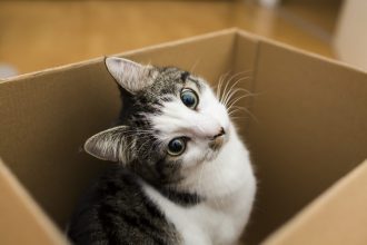 Amor animal incondicional: Gato salvó a su humana mientras sufría un infarto