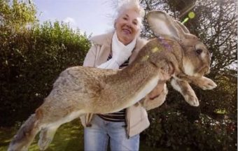 Se robaron a Darius, el conejo más grande del mundo: Su dueña ofrece millonaria recompensa