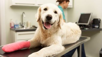 Ellos también importan: Proponen permiso de traslado para mascotas a emergencias veterinarias