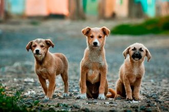Día internacional del perro sin raza: ¿Por qué preferir adoptar?
