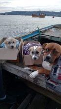 ¡Perritas viajaron durante horas en bote para ser esterilizadas en Chiloé!