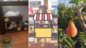 Kioskito Romántica: Camas para tus mascotas, frutas y regaloneos en la vitrina de hoy