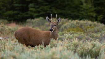Para proteger la flora y fauna silvestre: Por 20 años se prohibirá la caza en una zona de las regiones de Ñuble y Biobío
