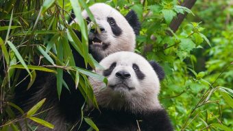 ¿Mejor noticia o mejor noticia? Declaran al oso panda fuera de peligro de extinción