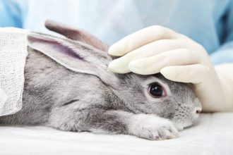 Entrará pronto en vigencia: Diario Oficial publica ley que prohíbe en Chile el testeo en animales para fines cosméticos