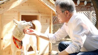 Por primera vez: Corea del Sur planea prohibir consumo de carne de perro