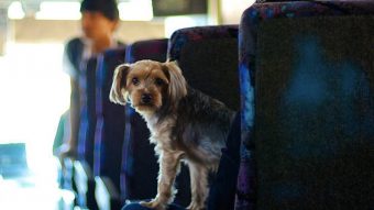 Presentan proyecto de ley para permitir el traslado de mascotas en el transporte público