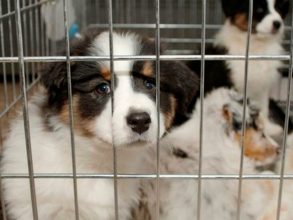 ¿Suficiente con la "Ley Cholito"?: Propuesta busca prohibir venta de mascotas en centros comerciales