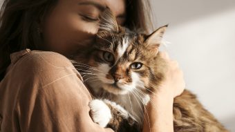 ¿KHIÉ? Estudio asegura que "todos los gatos tienen rasgos psicopáticos"