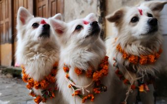 Amor animal: Así es el festival Tihar que rinde honor a perros, vacas y más