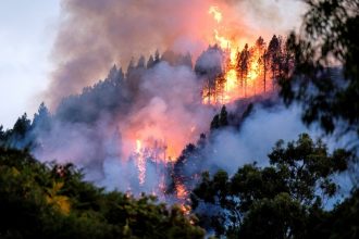 99% son por causa humana: Así puedes prevenir los incendios forestales