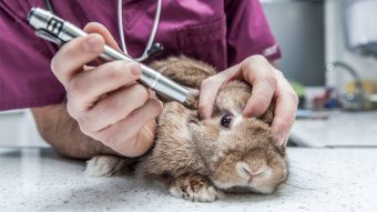 Cámara aprueba proyecto de ley que prohíbe pruebas cosméticas en animales