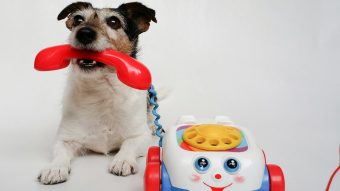 Real: Inventan el “DogPhone” para que los perros llamen a sus dueños