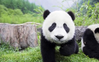 ¿Te lo has preguntado alguna vez?: Esta es la razón del blanco y negro de los pandas